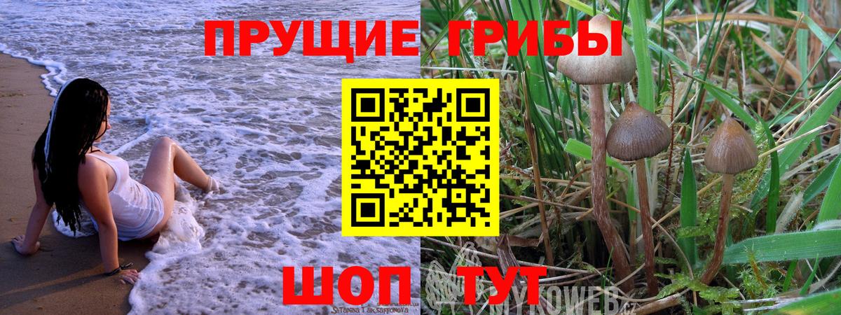 Псилоцибиновые грибы GOLDEN TEACHER Берёзовский
